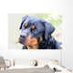 Rottweiler Wall Mural