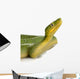 Emerald Tree Boa Corallus Wall Decal