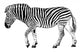 Black and White Vector Wall Decal