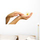 Beautiful woman hands with camomile, isolated on white Wall Decal