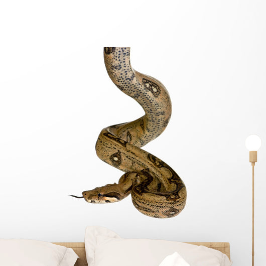 in front of a white background Wall Decal