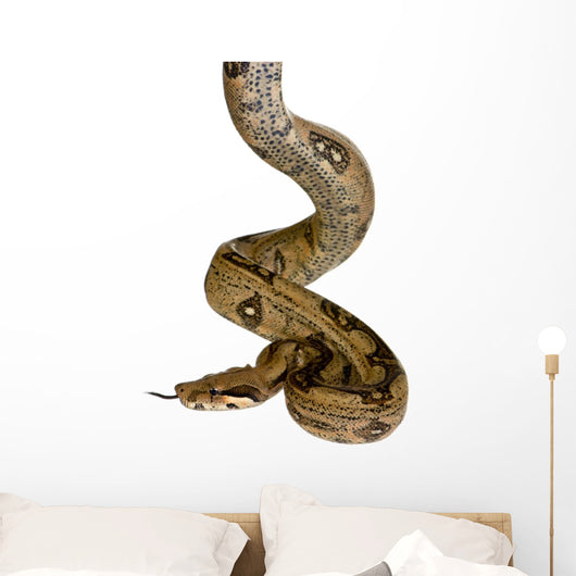 in front of a white background Wall Decal