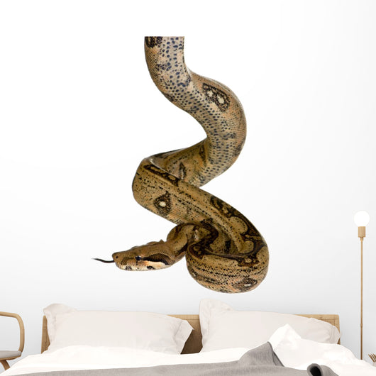 in front of a white background Wall Decal