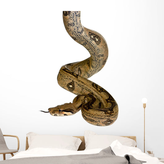 in front of a white background Wall Decal