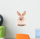 A rabbit isolated against white background Wall Mural