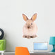 A rabbit isolated against white background Wall Mural