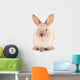 A rabbit isolated against white background Wall Mural