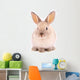 A rabbit isolated against white background Wall Mural