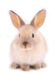A rabbit isolated against white background Wall Mural