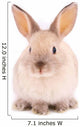 A rabbit isolated against white background Wall Mural