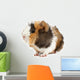 Crazy looking guinea pig pet rodent Wall Decal