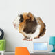 Crazy looking guinea pig pet rodent Wall Decal