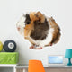 Crazy looking guinea pig pet rodent Wall Decal