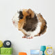 Crazy looking guinea pig pet rodent Wall Decal