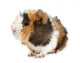 Crazy looking guinea pig pet rodent Wall Decal