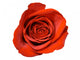 Red Rose Close-up Wall Decal