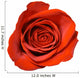 Red Rose Close-up Wall Decal