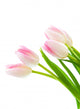 Pink Tulips