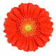 Orange Gerbera Flower Wall Decal