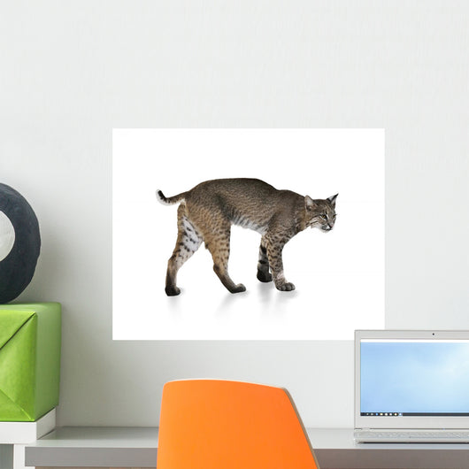 Bobcat Wall Mural