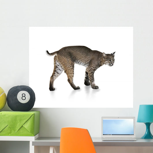 Bobcat Wall Mural