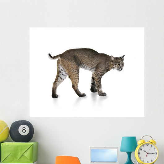 Bobcat Wall Mural