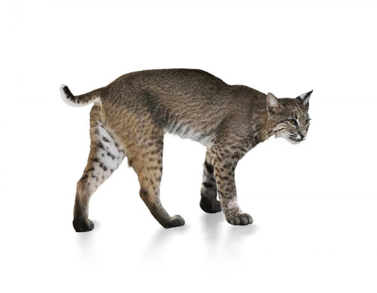 Bobcat Wall Mural