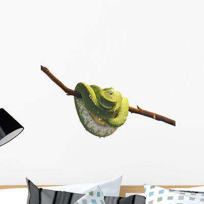 Green Tree Python Wall Mural shown on a wall