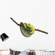 Green Tree Python Wall Mural