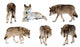 Wolf Pack Wolves Wall Decal
