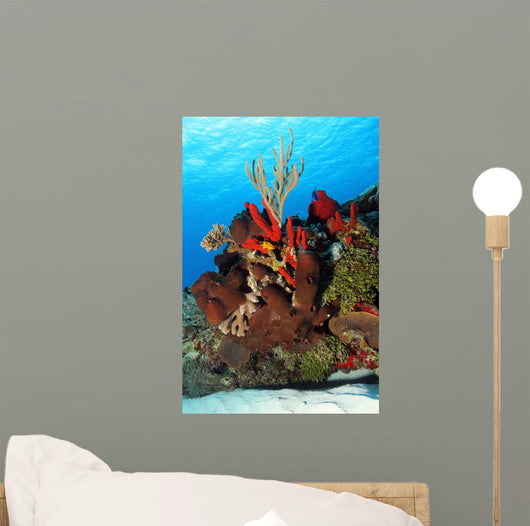 Corals Against Surface Cozumel Mexico Wall Mural