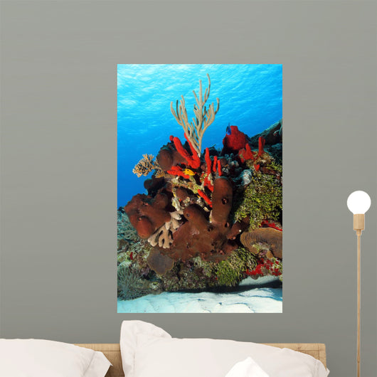 Corals Against Surface Cozumel Mexico Wall Mural