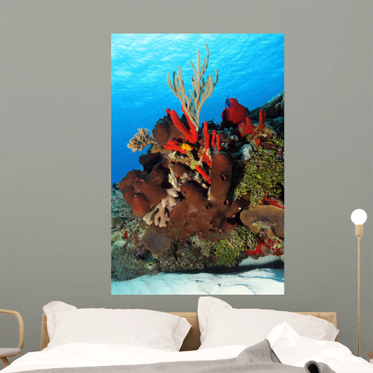 Corals Against Surface Cozumel Mexico Wall Mural