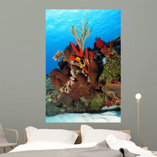 Corals Against Surface Cozumel Mexico Wall Mural