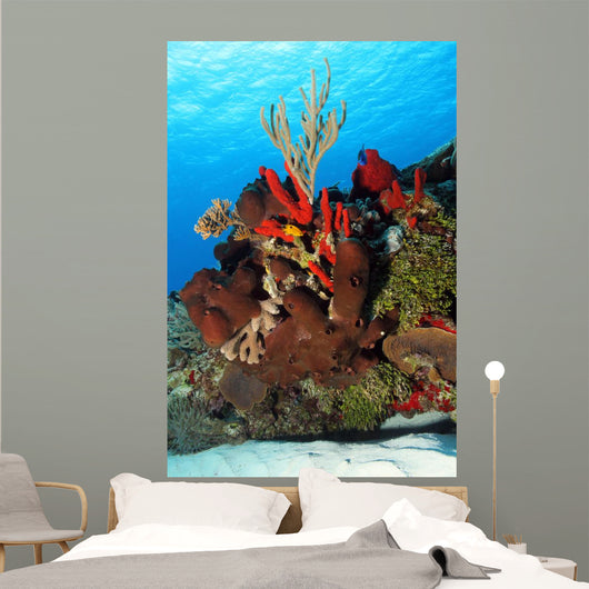 Corals Against Surface Cozumel Mexico Wall Mural
