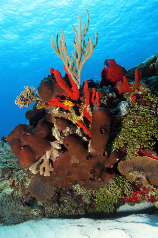 Corals Against Surface Cozumel Mexico Wall Mural