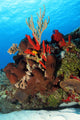 Corals Against Surface Cozumel Mexico Wall Mural