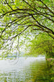 River Willow Trees Wall Mural
