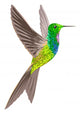 Hummingbird Wall Decal
