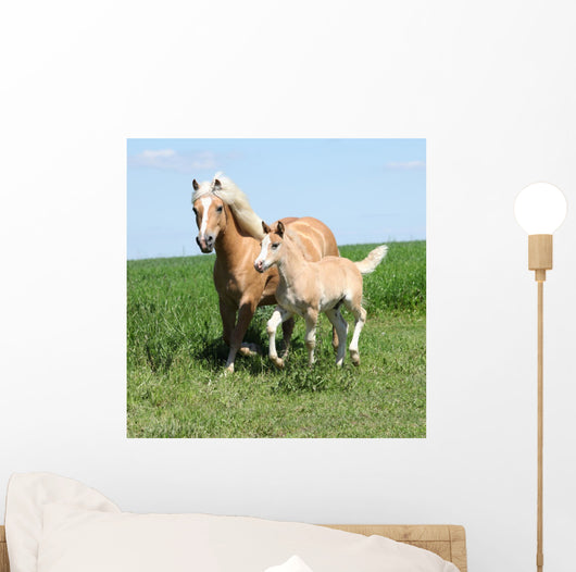 Beautiful Haflinger Mare with