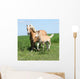 Beautiful Haflinger Mare with