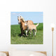Beautiful Haflinger Mare with