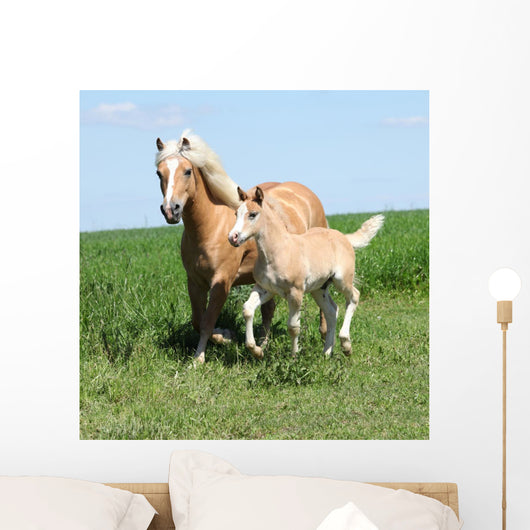 Beautiful Haflinger Mare with