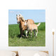 Beautiful Haflinger Mare with
