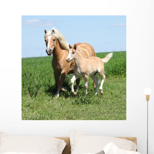 Beautiful Haflinger Mare with