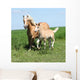 Beautiful Haflinger Mare with