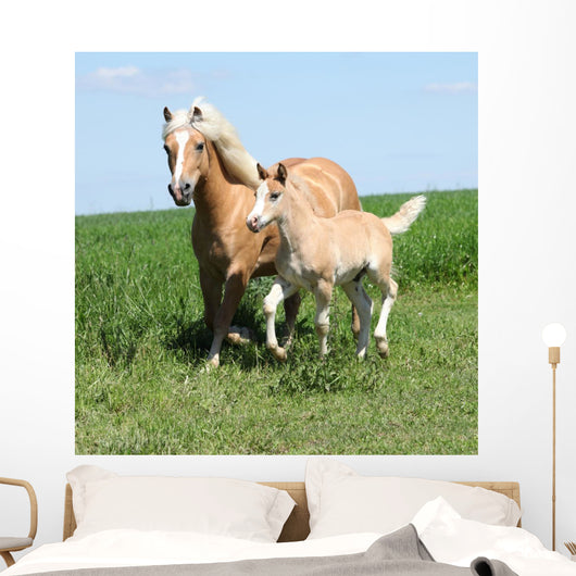 Beautiful Haflinger Mare with