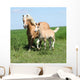 Beautiful Haflinger Mare with