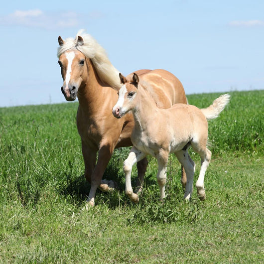 Beautiful Haflinger Mare with