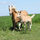 Beautiful Haflinger Mare with